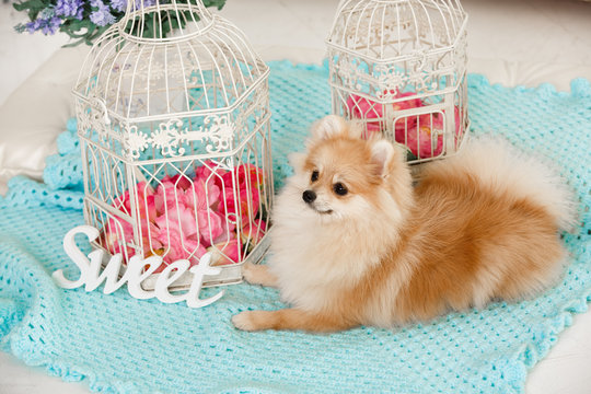 Cute pomeranian spitz, funny puppy, luxury glamour little dog,series