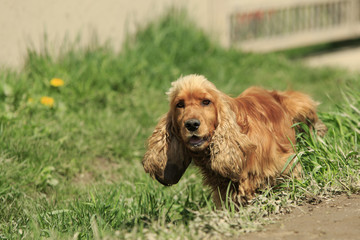 Red spaniel stands in green grass lifting his paw and pees