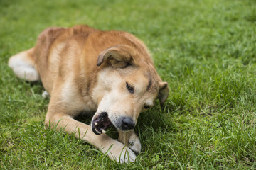Yellow dog on the grass eating a bone