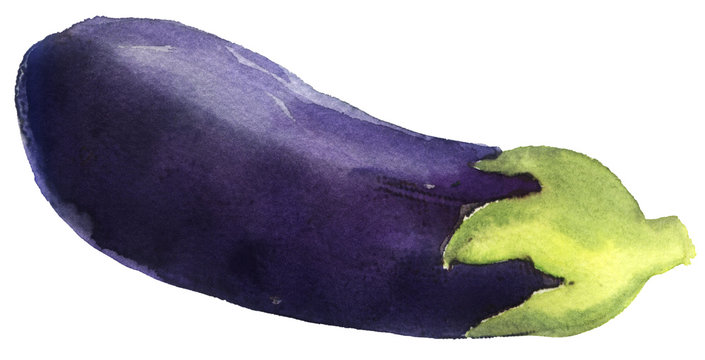 watercolor sketch: eggplant on a white background