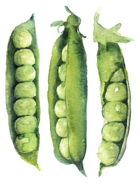 watercolor sketch: peas on a white background