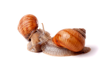 two live snail crawling on white background close-up macro