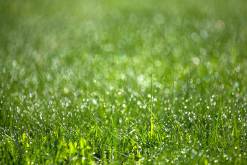 Green grass with dew. Blurred natural background. Shallow depth