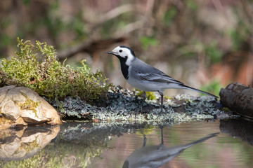 Tit (Parus major) on defocused blurred natural background. Selec