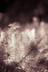 Forest plants and wildflowers on abstract natural background. Sh