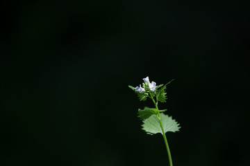 Wildflowers on abstract natural background. Shallow depth of fie