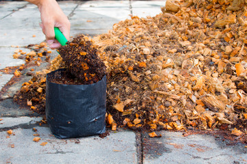 The sowing, The preparing plants for propagation.