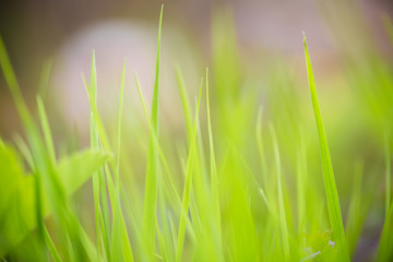 Fresh grass on green meadow for abstract natural background. Sha