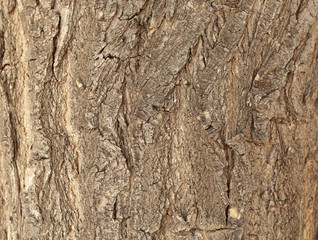 Texture of a trunk