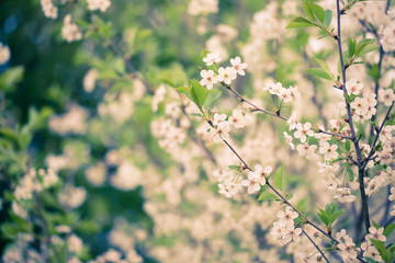 Flowering branches of cherry on natural blurred background. Shal