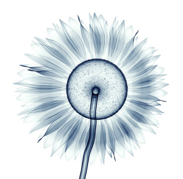 x-ray image of a flower isolated on white , the sunflower