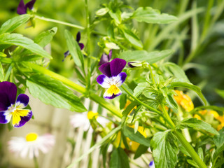 Pansy Spring Flower