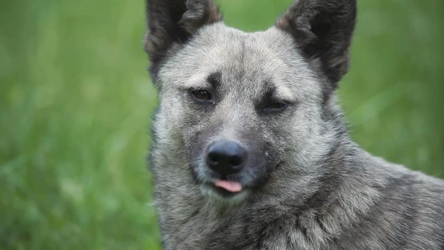 portrait of gray dog stuck out her tongue