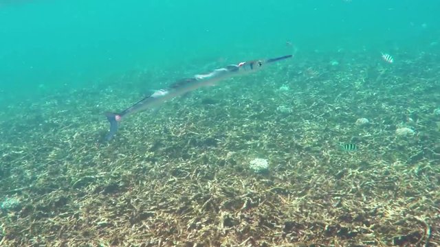 Barracuda fish underwater in Siam Gulf