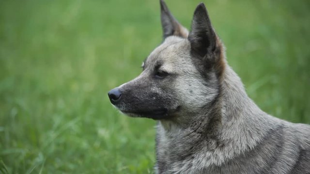 portrait of gray dog outdoor