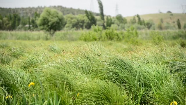 sazlıklarda r&uuml;zgar esintisi
