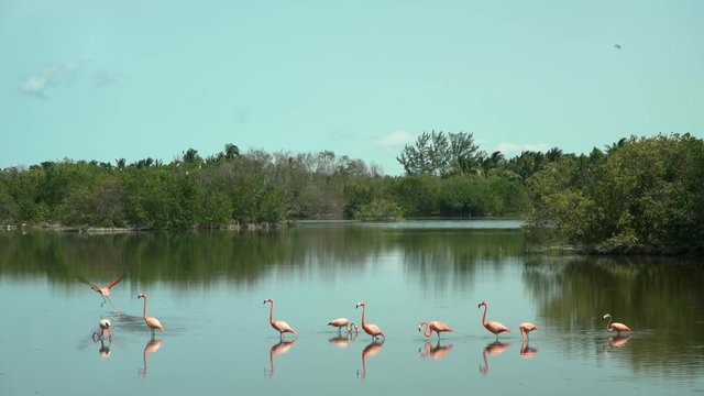 Flamencos en los Cayos de Cuba