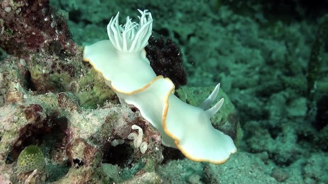 Mix - magnificent slugs – 6 different scenes of colorful nudibranch