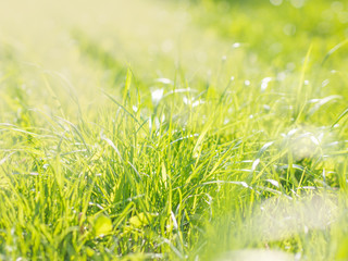 Beautiful natural green grass blurred background