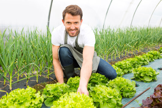 Young attractive farmer checking quality of vegetables