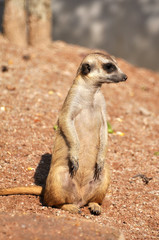 Meerkats in the wild 