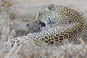 Fototapeta premium Leopard mother cares for her cub in gathering darkness