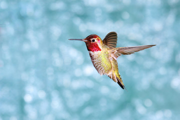 Male Annas Hummingbird in Flight, showing its beautiful gorget,  green background © birdiegal