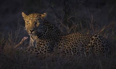Leopard lay down in darkness to rest and relax