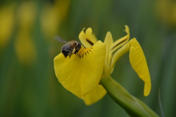 iris 