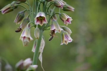 allium siculum