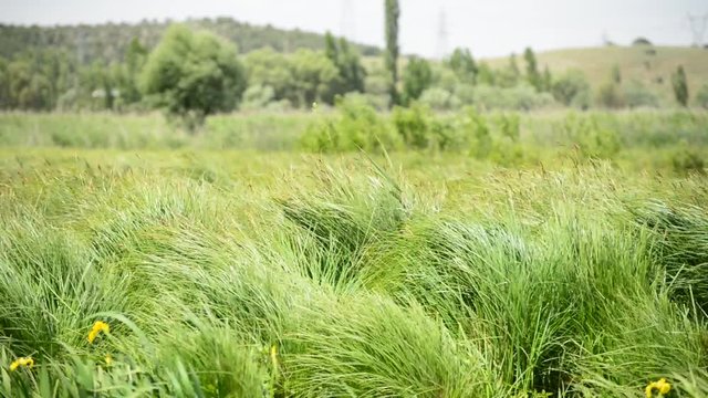 sazlık alanlarda r&uuml;zgar esintisi ve doku