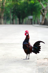Rooster singing - cock on a grass