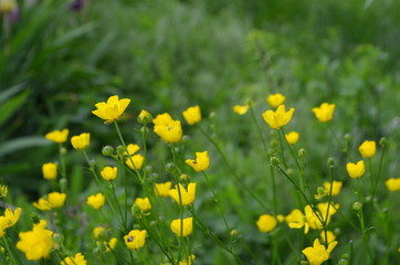 Полевые желтые цветы 