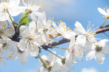 Obraz premium flowers