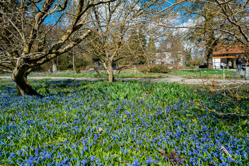 erste Boten des Fr&uuml;hlings (blaues Band) mit leuchtend blauer Bl&uuml;te unter noch kahlen B&auml;umen, Blausterne (bot. Scilla)