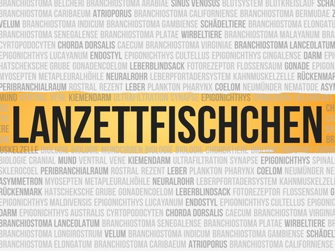 Lanzettfischchen