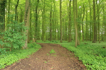 Der Weg durch den grünen Wald