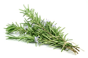 Bund Rosmarin isoliert auf weißem Hintergrund © Björn Wylezich