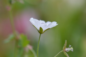 g&eacute;ranium des bois