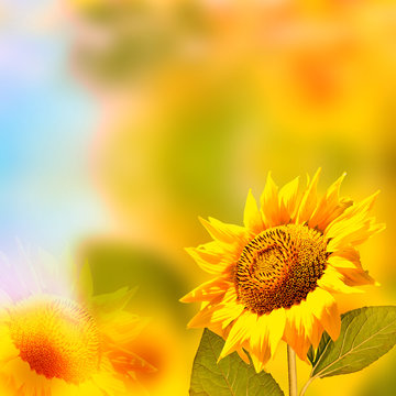 Beautiful sunflower field in summer