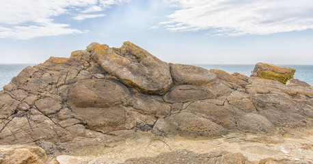 Fossil tree burrs at the 'Fossil Forest' on Dorset's Jurassic Coast.
