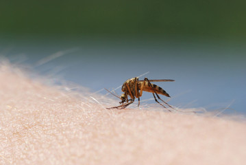 Mosquito blood sucking on human skin