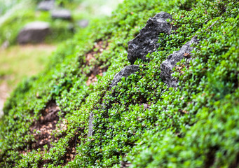 Lush vegetation on the green mountainside