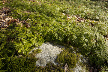 Fan clubmoss, Lycopodium flabelliforme, in March at Case Mountain Park, Manchester, Connecticut.