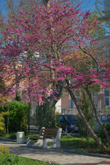 Багряник или Церцис на набережной болгарского города Поморие