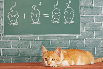 Scientific Cat