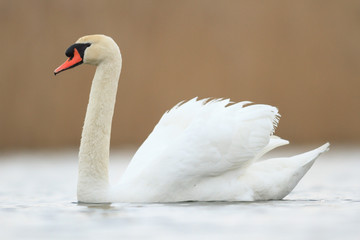 swan