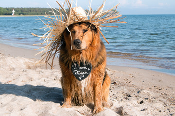 Hund mit Hut und Herz I Love Rügen am Ostseestrand