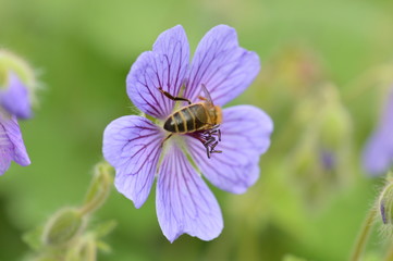 g&eacute;ranium des bois