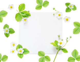 Frame with flowers and leaves of strawberry